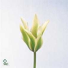 Zeleň - asparagus falcatus