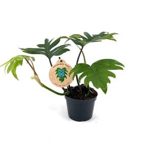 Philodendron Mayoi