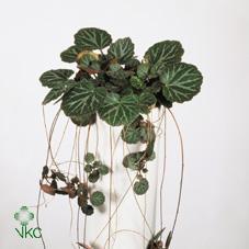 Saxifraga stolonifera