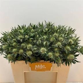 Eryngium mag white lagoon