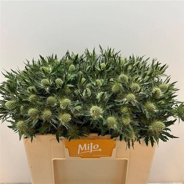 Eryngium mag white lagoon