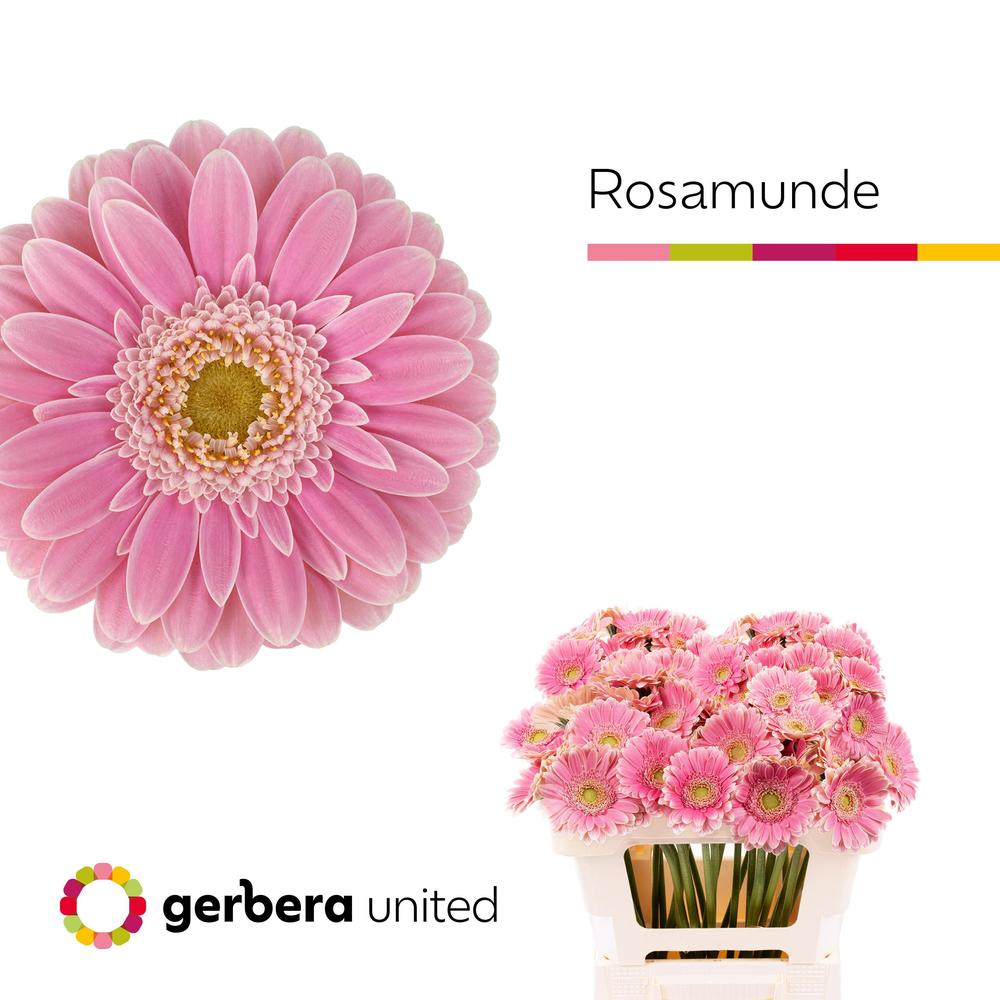 Germini plastic rosamunde