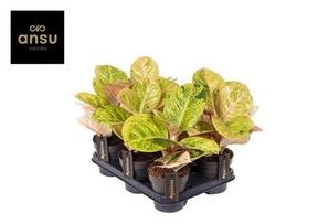 Aglaonema Apple Fantasy