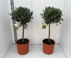 Olea europaea