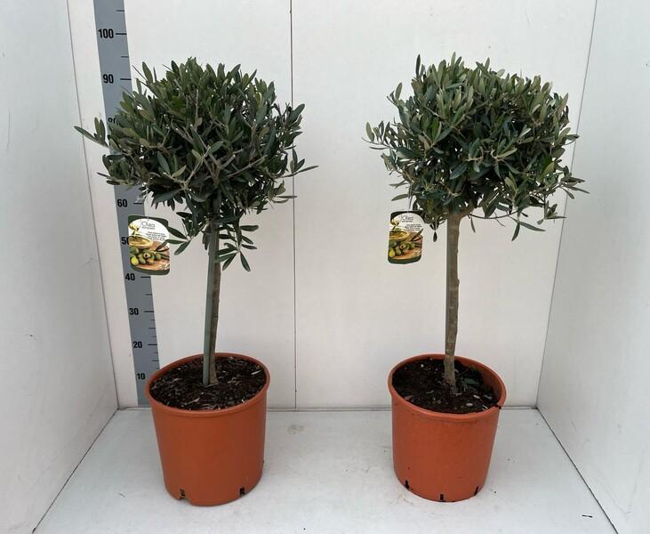 Olea europaea