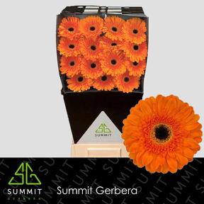 Gerbera diamond bonanza
