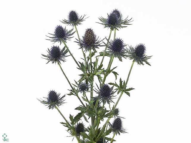Eryngium aquarius