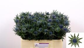 Eryngium aquarius