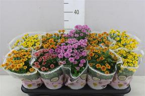 Chrysanthemum Jellyfish mix