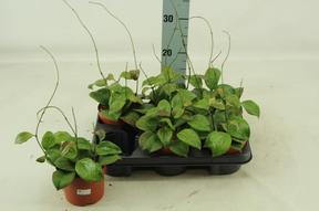 Hoya 
