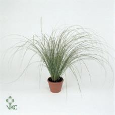 Carex brunnea