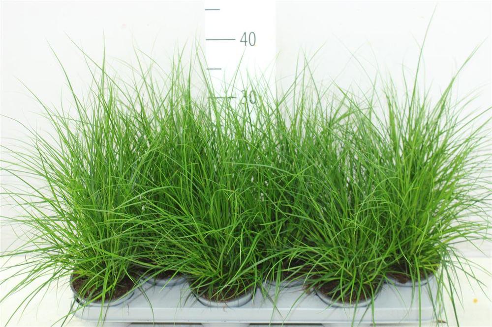 Carex brunnea