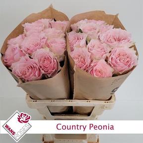 Rosa gr garden country spirit peonia