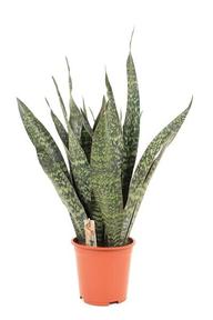 Sansevieria Jamaiquin
