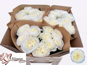 Rosa gr garden chic white