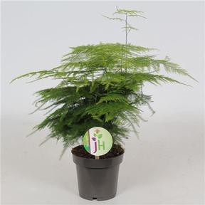 Asparagus plumosus