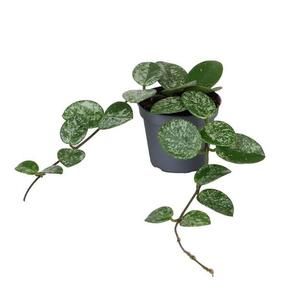Hoya Mathilde