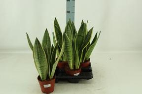 Sansevieria White Snow