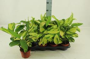 Ctenanthe Variegata
