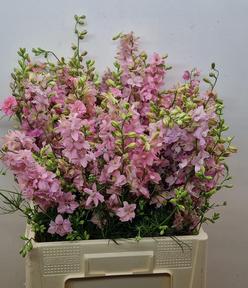 Delph consolida light pink