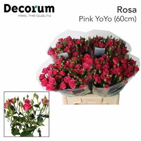 Rosa tr pink yo-yo