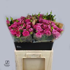 Rosa tr purple queen