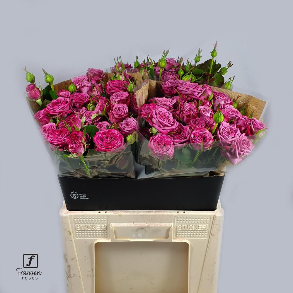 Rosa tr purple queen