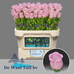 Campanula campana pear pink