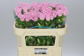 Campanula campana pear pink