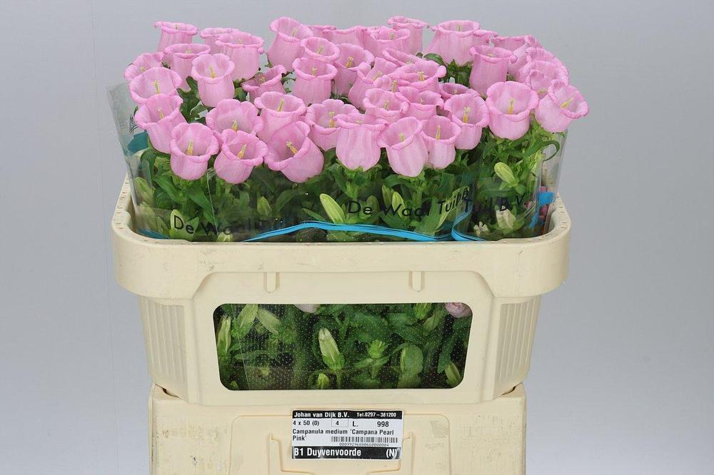 Campanula campana pear pink