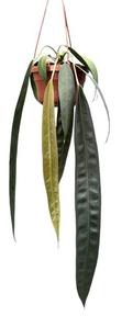 Anthurium Wendingerii