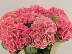 Hydrangea mag linn