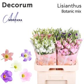 Eustoma en botanic pink
