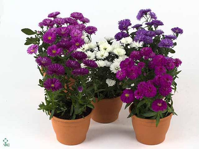 Aster dumosum