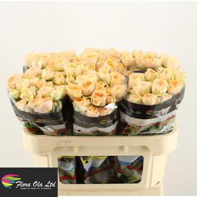 Rosa tr holly