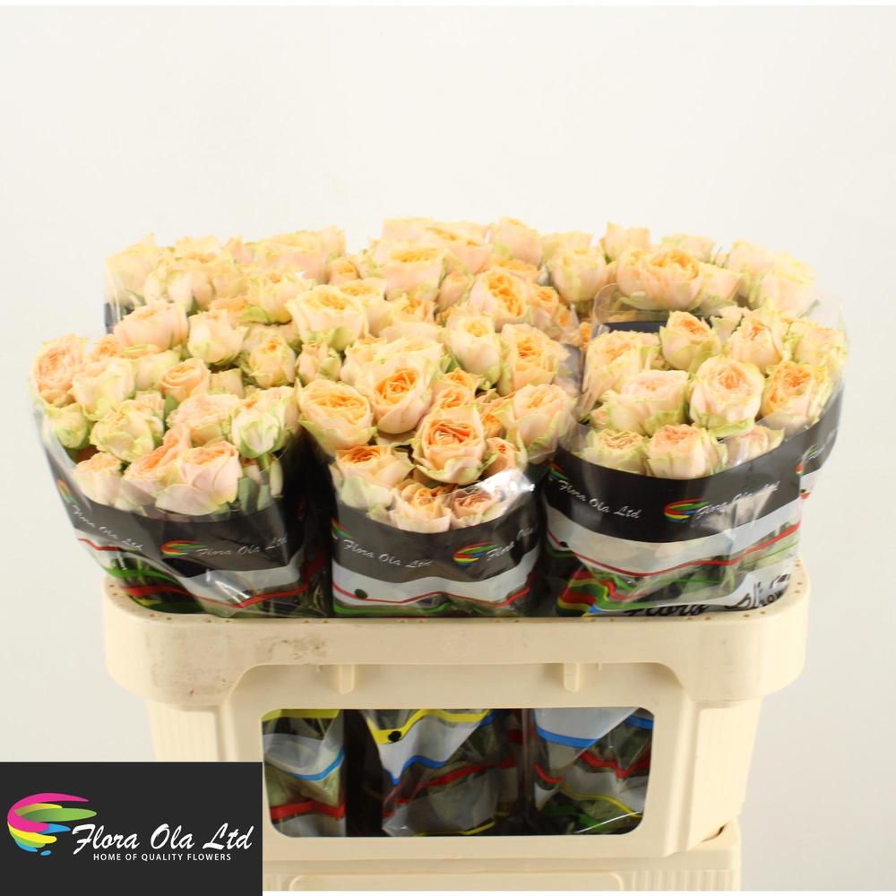 Rosa tr holly