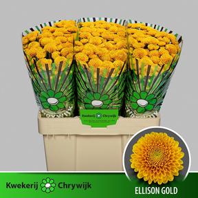 Chrys sa ellison gold