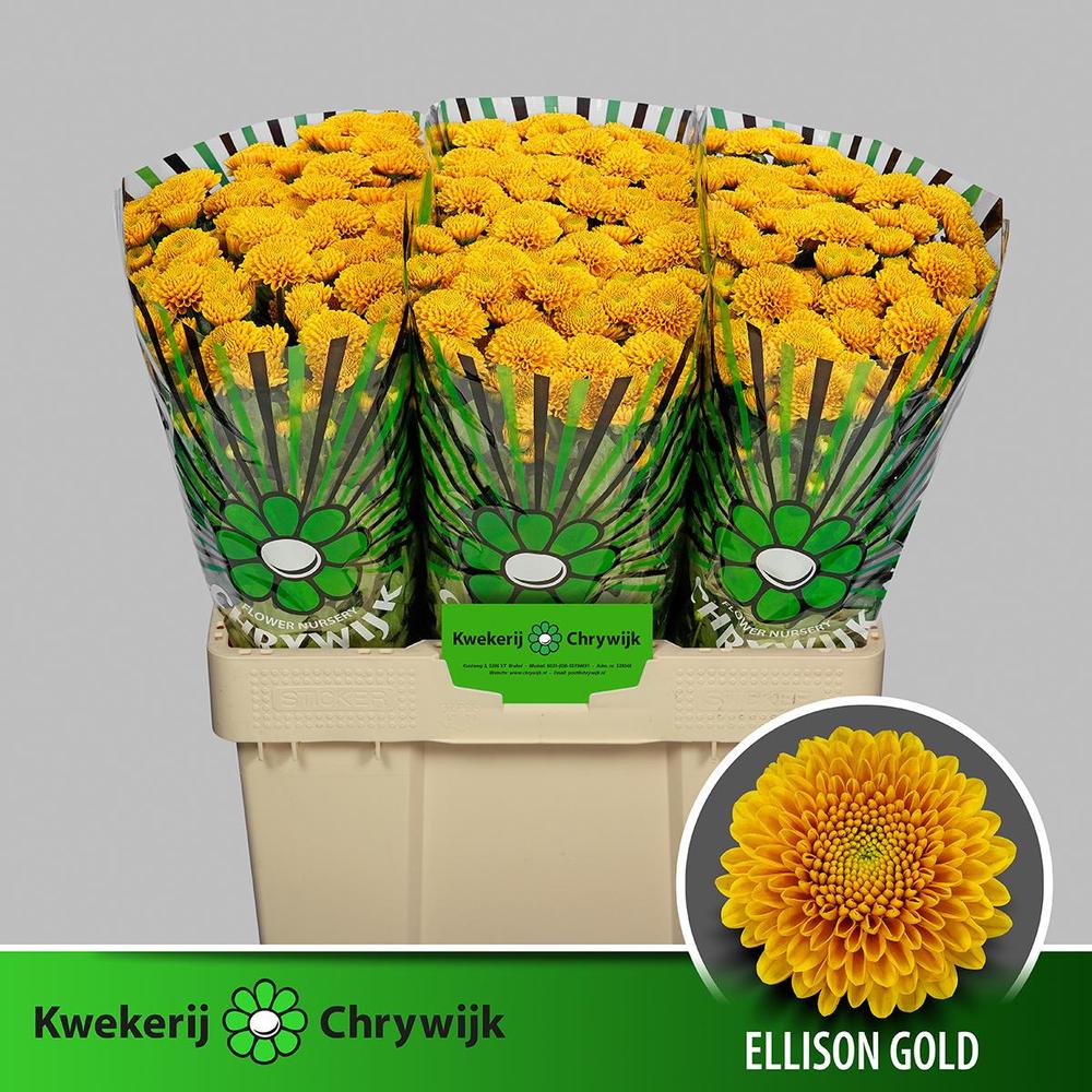 Chrys sa ellison gold