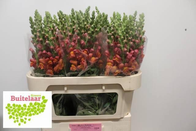 Leeuwenbek avignon deep orange