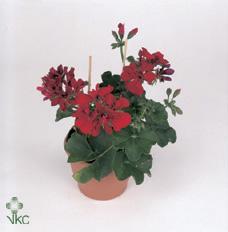 Pelargonium peltatum Calliente CZ