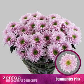 Chrys tr commander pink