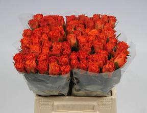 Rosa gr orange wave