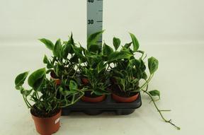 Epipremnum Shangri-La