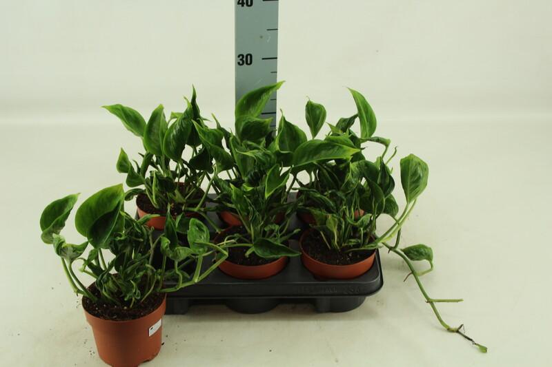 Epipremnum Shangri-La