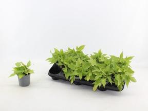 Ipomea batatas 