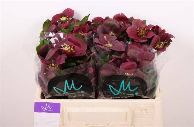 Helleborus mammoth red