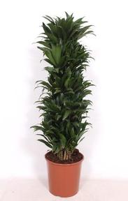 Ficus natalensis Trinova