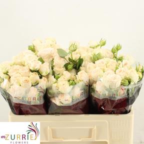 Rosa tr sofie
