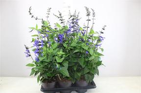 Salvia Saigoon mix