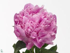 Paeonia jacorma